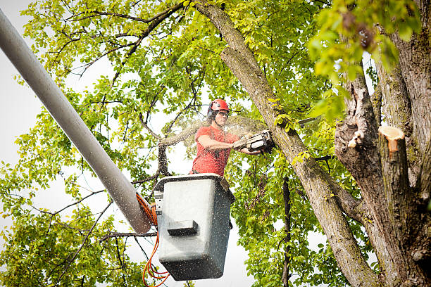 Professional Tree Service in Hummelstown, PA